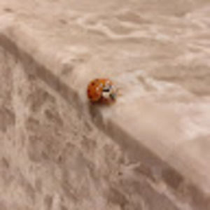 Meet your Posher, Yareli